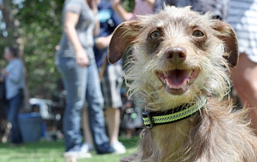Scruffy Dog